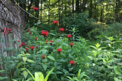 Monarda-didyma