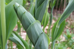 king-solomons-seal-cape-cod-native-plants-1