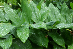 king-solomons-seal-cape-cod-native-plants-2