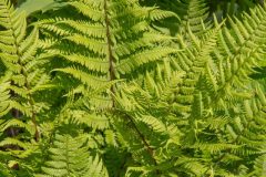 Lady-Fern_GBeetham