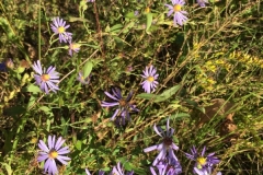 Late-Purple-Aster
