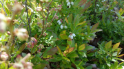LowBushBlueberry-in-flower