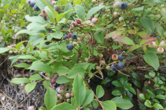 Low-Blue-Fruit