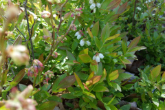LowBushBlueberry-in-flower