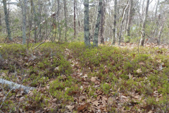 lowbush-blueberry-cape-cod-2