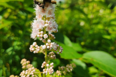 Meadowsweet-w-bee