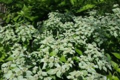 Full-Mt-Mint-plant
