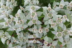 Mountain-Mint-1