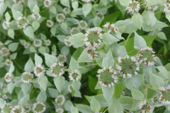 Mountain-Mint-11