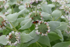 Mountain-Mint-12