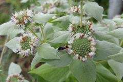 Mountain-Mint-14