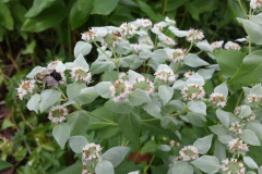 Mountain-Mint-15