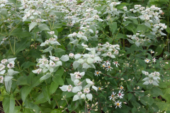 Mountain-Mint-2