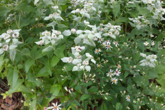 Mountain-Mint-3