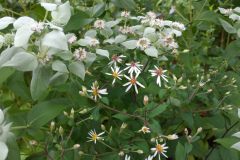 Mountain-Mint-4