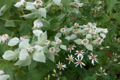 Mountain-Mint-5