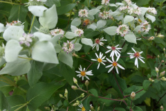 Mountain-Mint-6