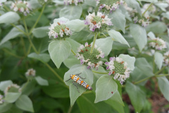Mountain-Mint-8