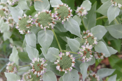 Mountain-Mint-9