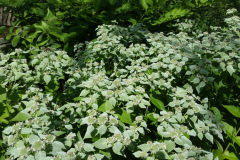 mountain-mint