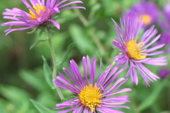ne-aster