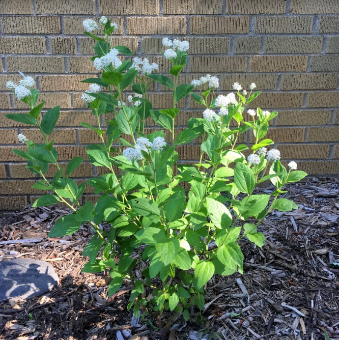 New Jersey Tea | Cape Cod Native Plants