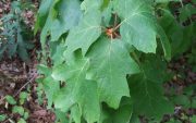 oakleaf-hydrangea-cape-cod-native-plants