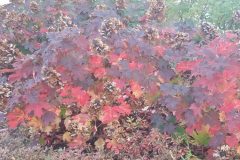 oakleaf-hydrangea-cape-cod-native-plants-fall