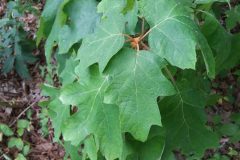 oakleaf-hydrangea-cape-cod-native-plants