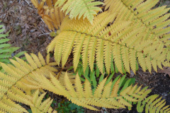 ostrich-fern-cape-cod-1
