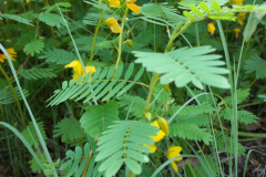 Partridge-Pea-1
