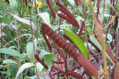 Partridge-Pea-Seed-Pods