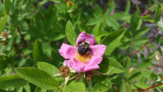 1_pasture-rose-cape-cod-shrub-bee