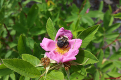 1_pasture-rose-cape-cod-shrub-bee