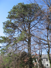 Pinus-rigida-Pitch-pine