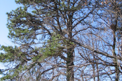 Pinus-rigida-Pitch-pine