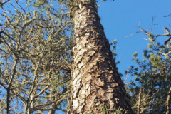 Pitch-Pine1