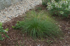 prairie-dropseed-2