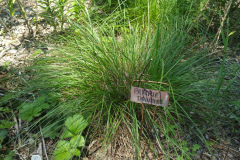 prarie-dropseed-cape-cod