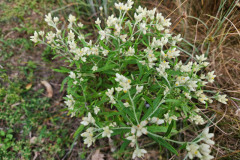 Rabbit-Tobacco-Native-Plant