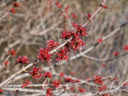 red-maple-flower