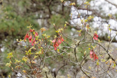 Maple-in-Spring_SueMachie