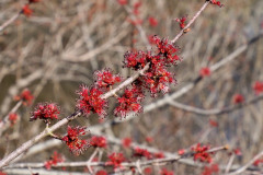 red-maple-flower