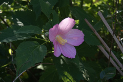 rose-mallow-cape-cod-1