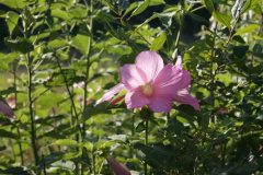 rose-mallow-cape-cod-2