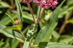 Rose-Milkweed-1