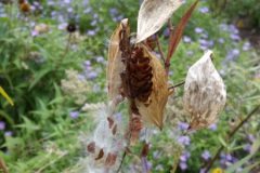 Swamp-milkweed-pods