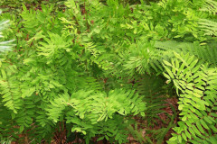 RoyalFern_KMA-2