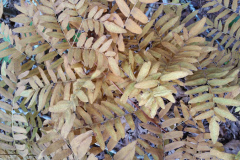 royal-fern-cape-cod-1