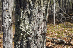 Sassafras-bark